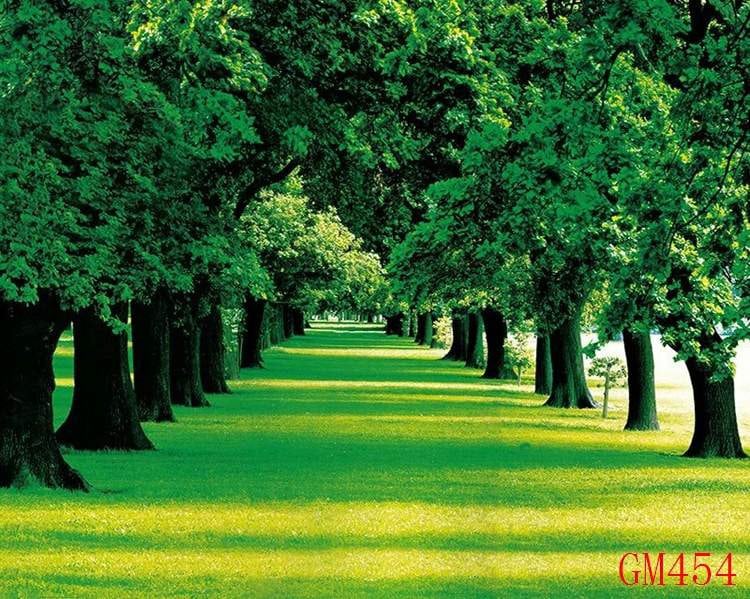 Tree  Photo Mural -GM-454