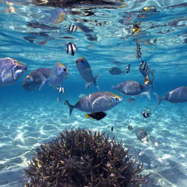 Galaxy Underwater Photomural – YST-040