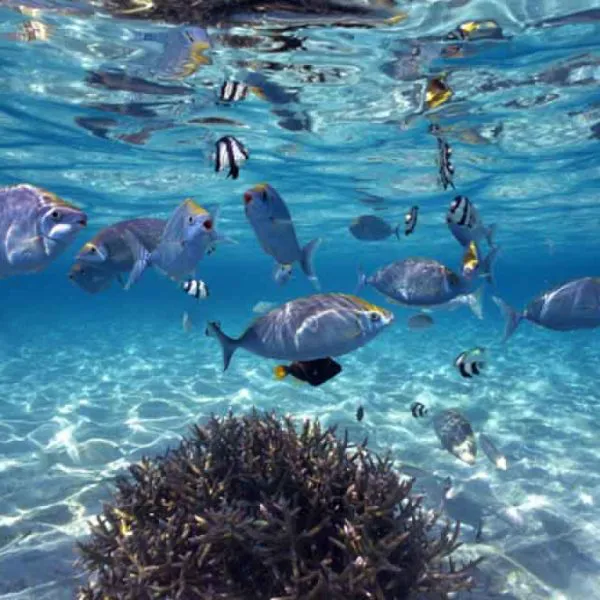 Galaxy Underwater Photomural – YST-040