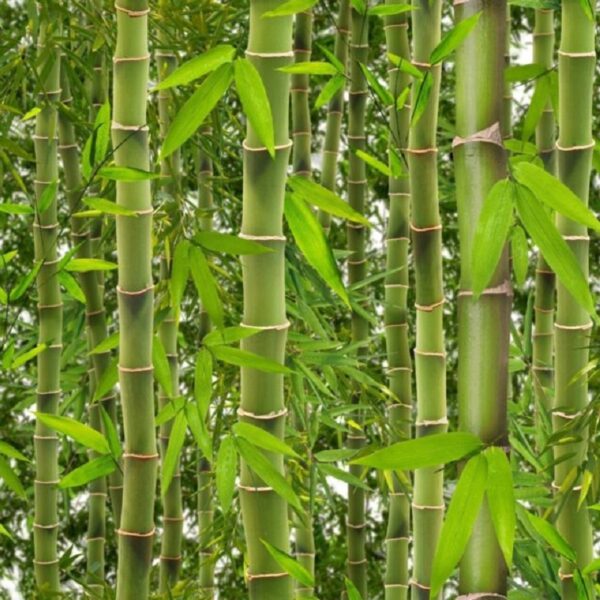 Luxury Muriva Rainforest Bamboo Trees Vinyl Wallpaper J41504