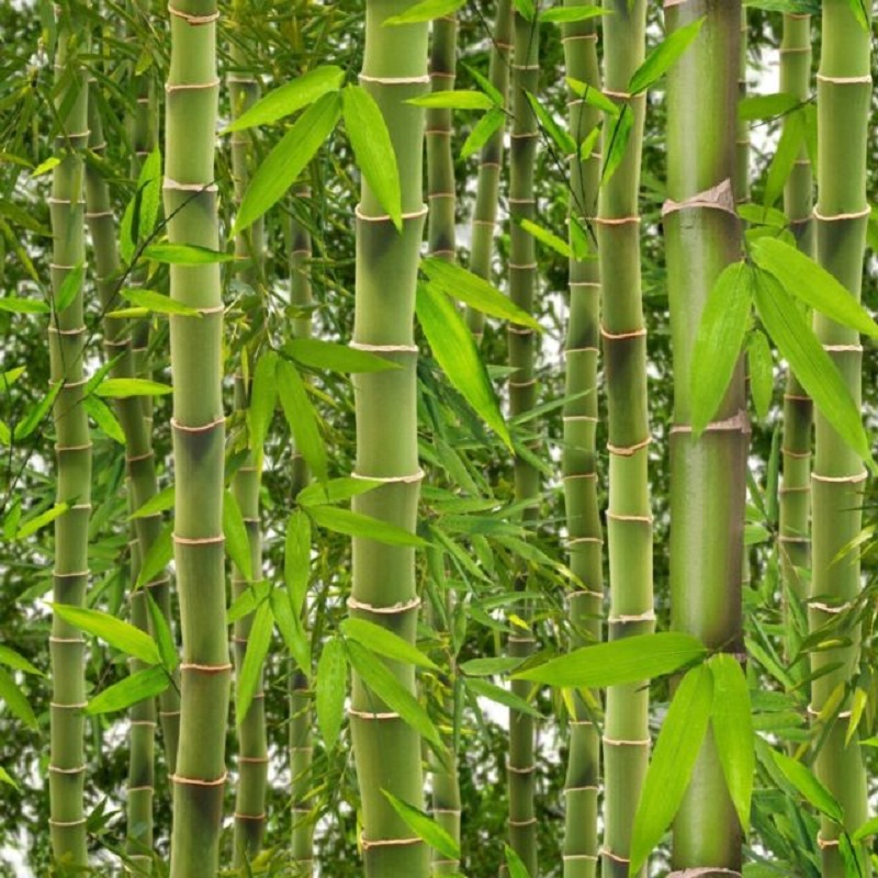 Luxury Muriva Rainforest Bamboo Trees Vinyl Wallpaper J41504 Luxury Muriva Rainforest Bamboo Trees Vinyl Wallpaper J41504