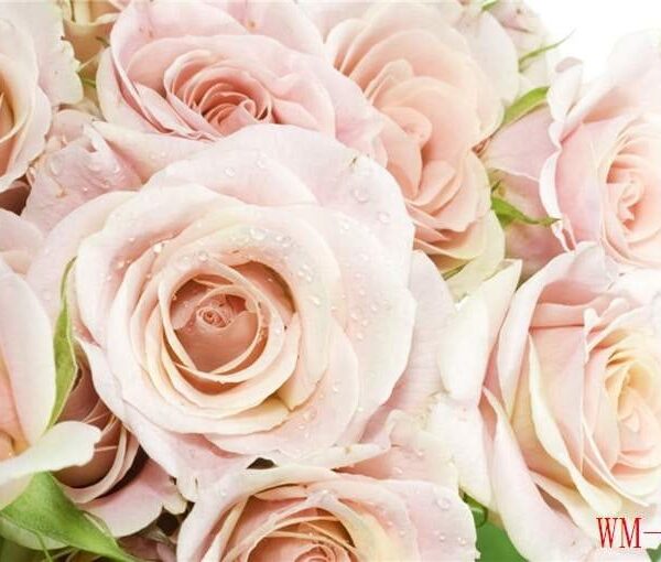 Floral Photo Mural -WM-079